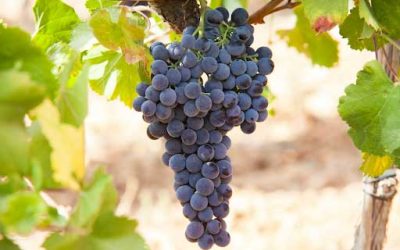 Grape Varieties in Mallorca: A Guide to the Island’s Indigenous and International Grapes