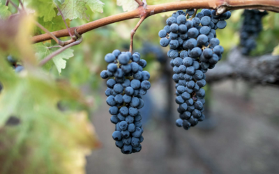 The Timeless Allure: Exploring the Popularity of Cabernet Sauvignon in the World and Mallorca