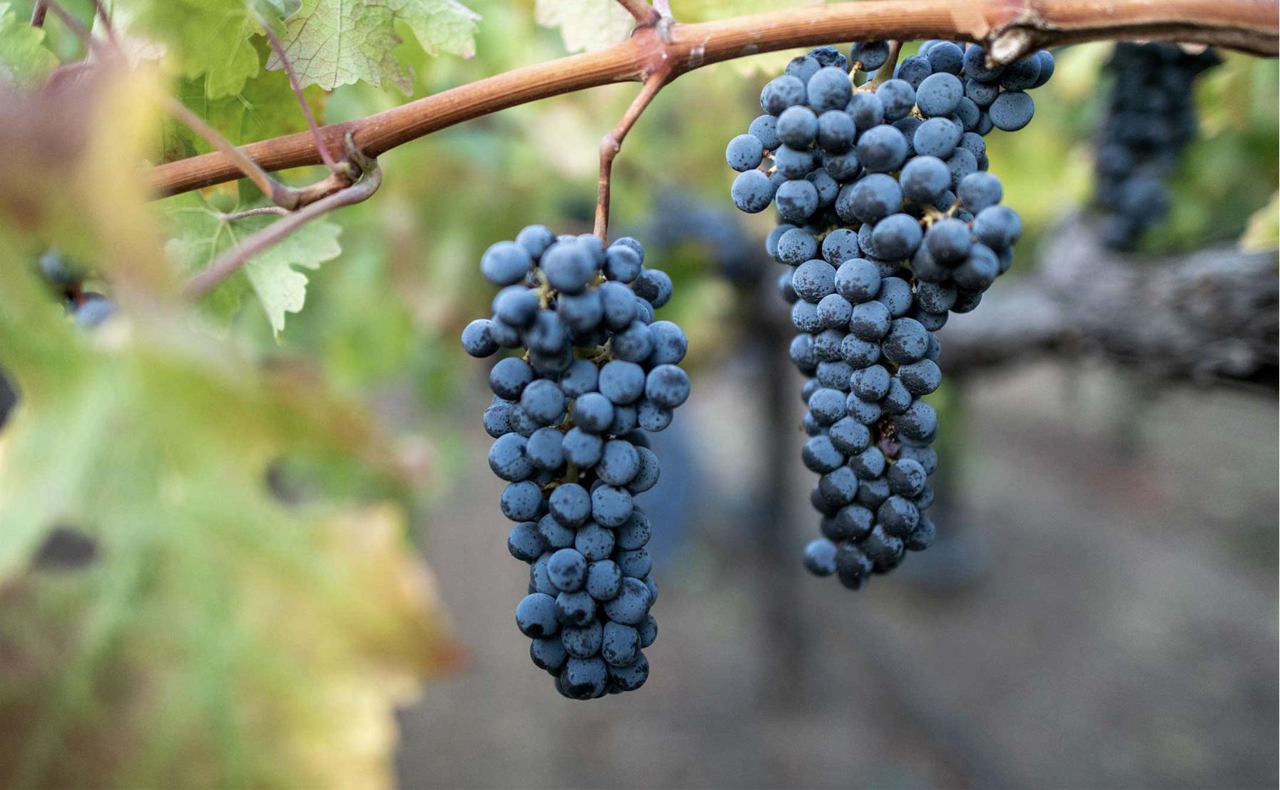 Wine Tasting Mallorca Cabernet Sauvignon